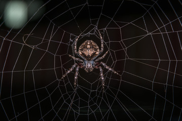 Orb Weaver Spider - Neoscona arabesca
