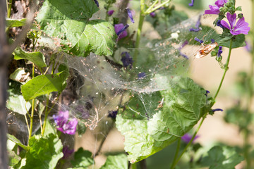 Wall Mural - web on the plant in nature