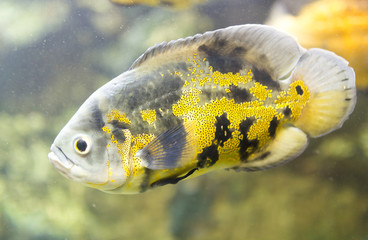 Sticker - beautiful fish in the aquarium