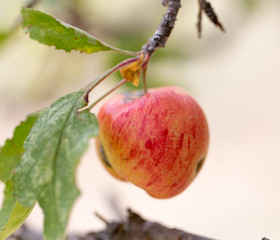 red apple on the tree in nature