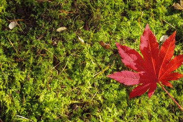 Wall Mural - autumn maple leaf on the ground