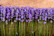 Frame Of Lavender On A Rustic Wooden Background