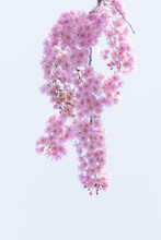 Weeping Cherry Blossoms At Kitakata, Fukushima