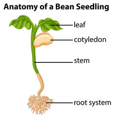 Wall Mural - Anatomy of bean seedling on chart
