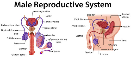 Wall Mural - Diagram showing male reproductive system