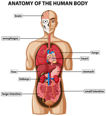 Canvas Print - Diagram showing anatomy of human body with names