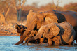 African elephants (Loxodonta africana) drinking water, Etosha National Park, Namibia.