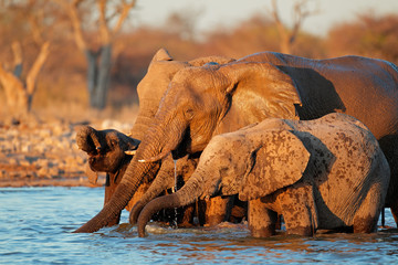 african elephants (loxodonta africana) drinking water, etosha national park, namibia.
