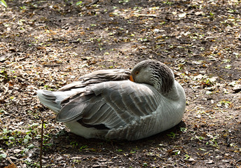 Wild grey goose cleans itself 