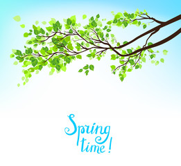 spring branch