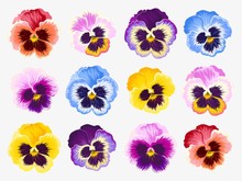 Set Of Pansy Flowers