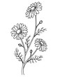 Chamomile flower graphic art black white isolated illustration vector