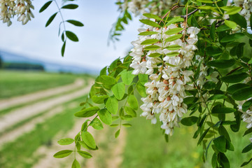 blossoming flowers of black locust (robinia pseudoacacia) hanging on tree branch in springtime