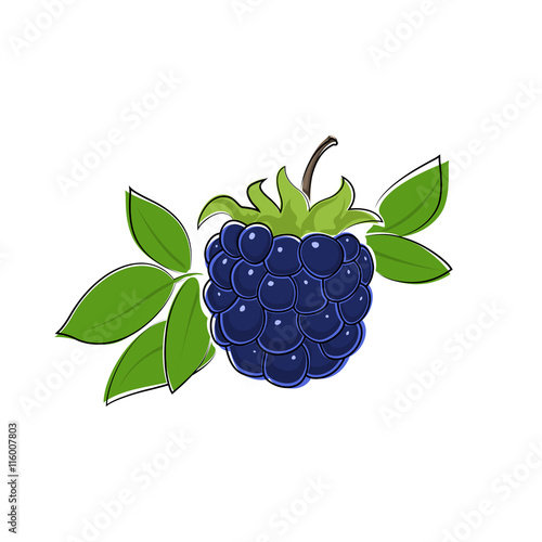 Fotografia, Obraz Berry Blackberry Isolated on White Background, Fruit Dewberry, Vector Illustrati