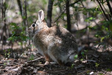 Wall Mural - rabbit in the forest