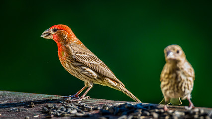 Purple finch pair, male and female, eating sunflower seeds