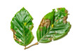 Diseased leaves of Fagus sylvatica. The leaves has the disease called Cecidomia due to the larva of dipteran Mikiola fagi