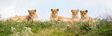 Four Female Lions
