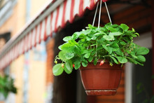 Hanging Planter With Strawberry Bushes In The Street