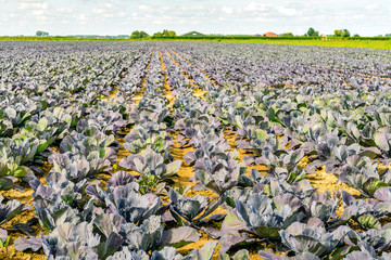 Wall Mural - Large field with organically grown red cabbage plants