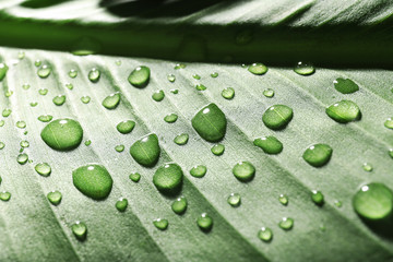 Canvas Print - Green leaf with water drops, macro view