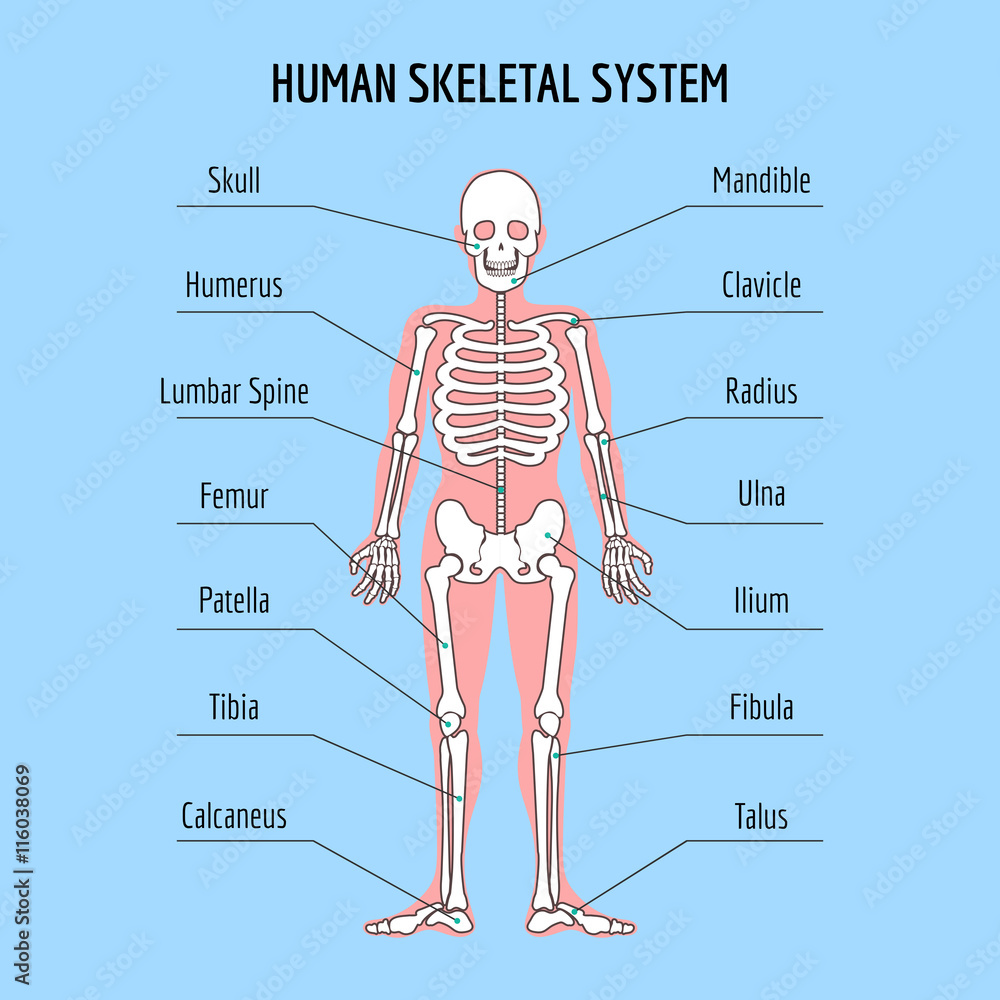 Human skeletal system. Vector human bone anatomy illustration Stock ...
