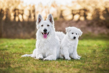 White Swiss Shepherd Dog With Its Puppies