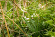 snowdrops