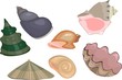 Set of sea shells 