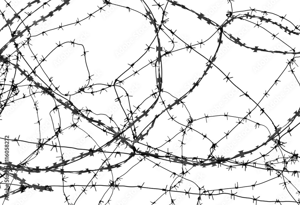 Barbed wire on white background - obrazy, fototapety, plakaty 