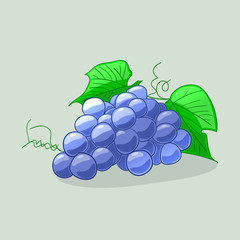 Wall Mural - Juicy and ripe blue grapes. Vector illustration