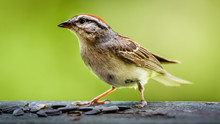 Immature Swamp Sparrow Eating Sunflower Seeds On A Railing Isolated Against A Green Background
