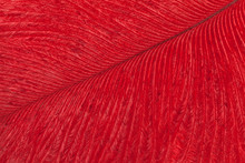 Red Ostrich Feather Closeup. Macro