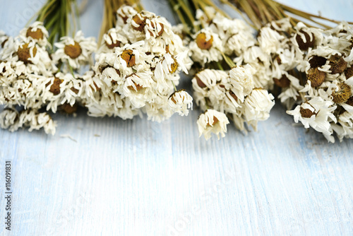 suszone kwiaty rumianku