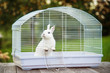 Little white rabbit sitting in the cage