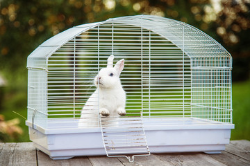 Wall Mural - Little white rabbit sitting in the cage