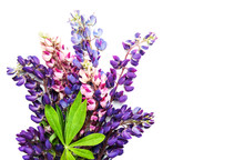 Lupine Flowers Isolated