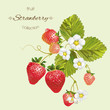 Realistic illustration of strawberry