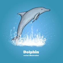 Beautiful dolphin jumping splash of water