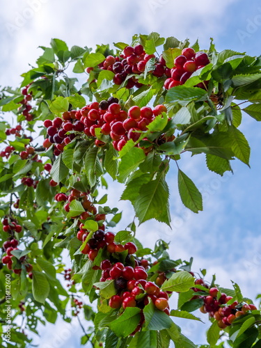Kirschbaumäste mit vielen roten Kirschen - Buy this stock photo and