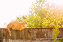 Funny Fat Red Cat Sitting On Fence In Summer Sunny Day
