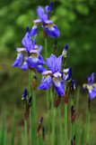 Fototapeta Krajobraz - iris flower in the garden summer day