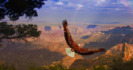 eagle takes flight over grand canyon usa