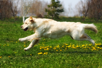 Wall Mural - happy dog Golden Retriever runs