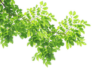 green leaves background