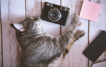 CAt With A Camera And A Phone