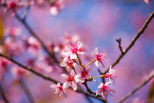 Flowers:Cherry Blossoms In Thailand,Phu-lom-lo-thai-sakura-cherry-blossam.