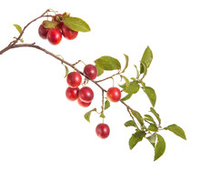 Cherry-plum Branch With Berries And Leaves Isolated On White Bac