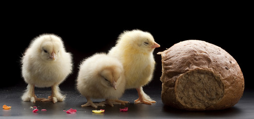 Small fluffy chickens