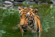 Bengal Tiger submerged in water close up